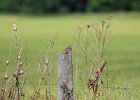 Grasshopper Sparrow (3)