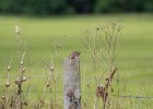 Grasshopper Sparrow (4)