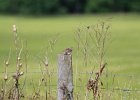 Grasshopper Sparrow (5)