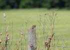 Grasshopper Sparrow (6)