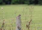 Grasshopper Sparrow (7)