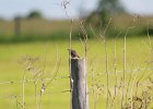 Grasshopper Sparrow (8)