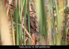 078 - 886 Nelson's Sparrow
