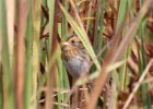 Nelson's Sparrow (1)