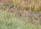 Nelson's Sparrow (5)