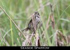 078 - 888 Seaside Sparrow