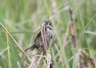 101Seaside Sparrow