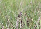 Seaside Sparrow (10)
