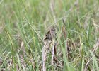 Seaside Sparrow (11)