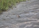 Seaside Sparrow (13)