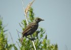 Seaside Sparrow (16)