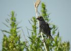 Seaside Sparrow (17)