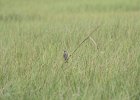 Seaside Sparrow (2)