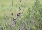 Seaside Sparrow (6)
