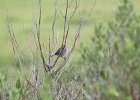 Seaside Sparrow (7)