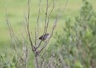 Seaside Sparrow (8)