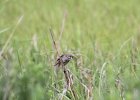 Seaside Sparrow (9)