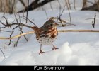 078 - 889 Fox Sparrow