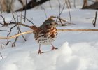 101Fox Sparrow