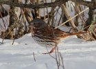 102Fox Sparrow