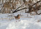 Fox Sparrow (10)