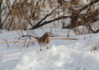 Fox Sparrow (11)