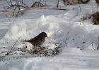 Fox Sparrow (15)