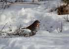 Fox Sparrow (18)