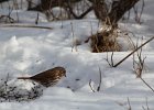 Fox Sparrow (19)