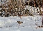 Fox Sparrow (2)