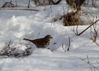 Fox Sparrow (20)