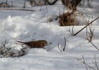 Fox Sparrow (22)