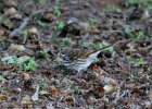 Fox Sparrow (24)