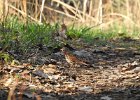 Fox Sparrow (25)