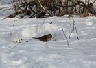 Fox Sparrow (6)