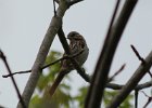 101Song Sparrow