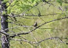 Lincoln's Sparrow (17)