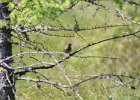 Lincoln's Sparrow (21)