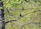 Lincoln's Sparrow (22)