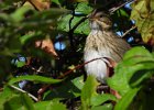 Lincoln's Sparrow (27)