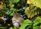 Lincoln's Sparrow (28)