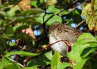 Lincoln's Sparrow (31)