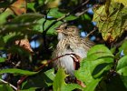 Lincoln's Sparrow (32)