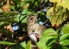Lincoln's Sparrow (33)