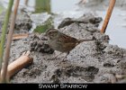 078 - 892 Swamp Sparrow