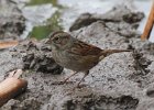 101Swamp Sparrow
