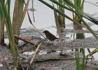 Swamp Sparrow (1)