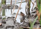 Swamp Sparrow (11)
