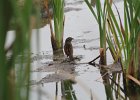Swamp Sparrow (12)