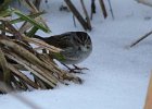 Swamp Sparrow (13)